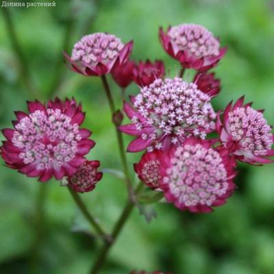 Астранция крупная Ларс - Dolinasad.by