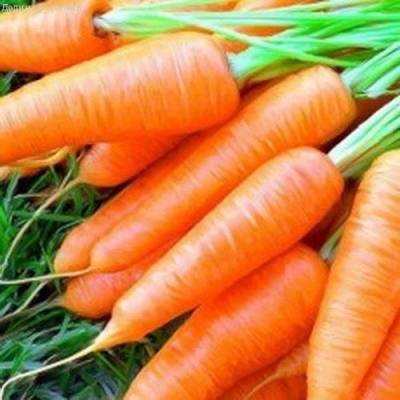 Морковь Бессердцевинная (Лонге Роте) фото