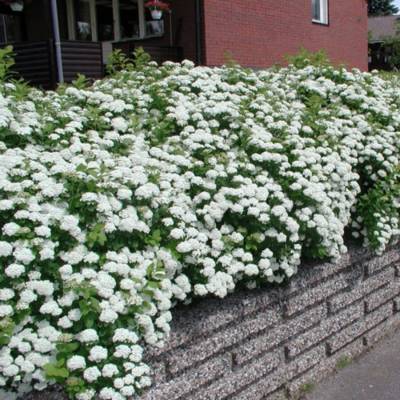 Спирея стелющаяся, С3 - Dolinasad.by