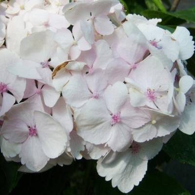 гортензия крупнолистная Мадам Эмиль Мулье, С2 - Dolinasad.by