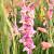 Гладиолус Хэппи Диско - Dolinasad.by