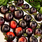 Томат Черная гроздь F1 фото