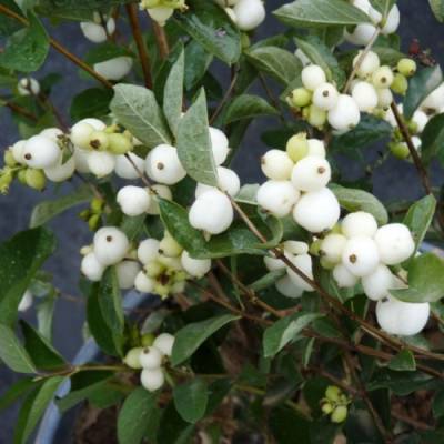 Снежноягодник  Вайт Хедж, С2 - Dolinasad.by