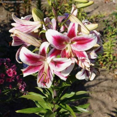 Лилия Кэнди Клаб - Dolinasad.by