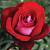 Роза Амазонка - Dolinasad.by
