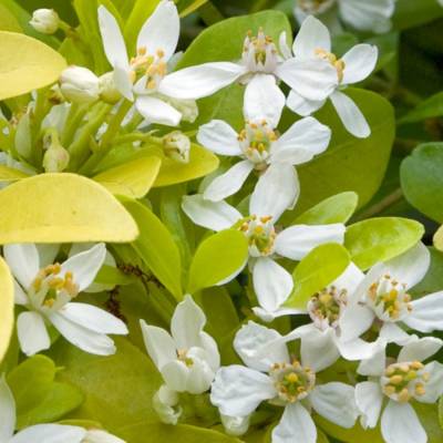 Шуазия троичатая Голдфингер Шуазия троичатая Голдфингер - Dolinasad.by