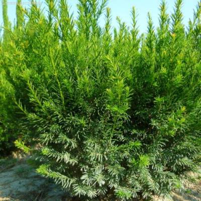 Тис средний Гроенланд, С3 - Dolinasad.by