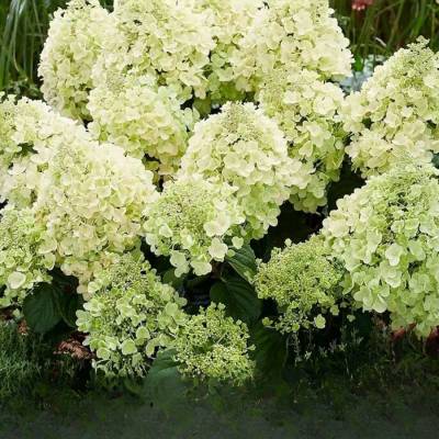 Гортензия метельчатая Би Хеппи, С2 - Dolinasad.by