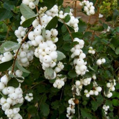 Снежноягодник  Доренбоза  Вайт Хедж, С2 - Dolinasad.by