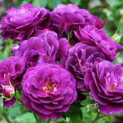 Роза Перпл Эден в горшке - Dolinasad.by