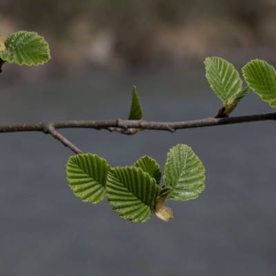 Ольха серая, С3 - Dolinasad.by