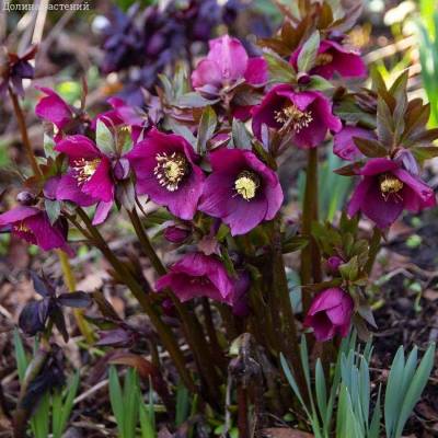 Морозник Претти Эллен Ред Морозник Претти Эллен Ред - Dolinasad.by