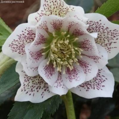 Морозник Дубль Вайт Спот - Dolinasad.by