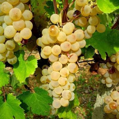 Виноград Мускат Италия - Dolinasad.by