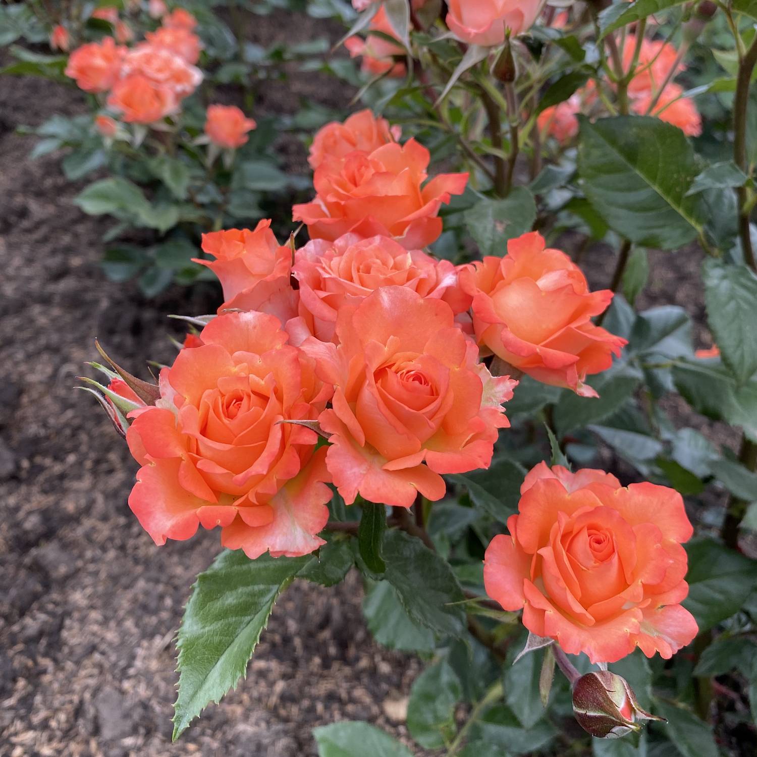 Роза Алегрия - Dolinasad.by