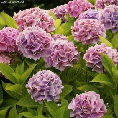 Гортензия крупнолистная Анконг - Dolinasad.by