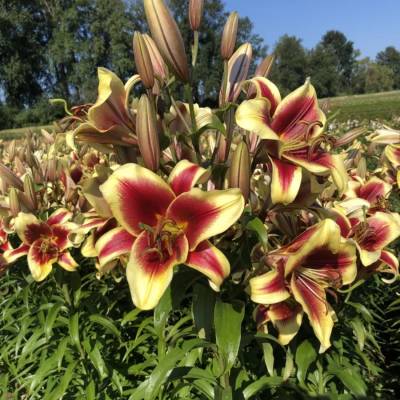 Лилия Флавия - Dolinasad.by