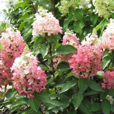 Гортензия метельчатая Мэджикал Везувио, С2 - Dolinasad.by