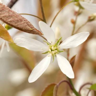 Ирга Ламарка, С3 - Dolinasad.by