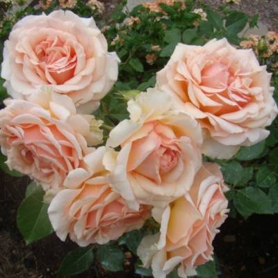 Роза Таити - Dolinasad.by