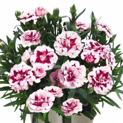 Гвоздика Свит Плеже Пурпл Пикоти - Dolinasad.by