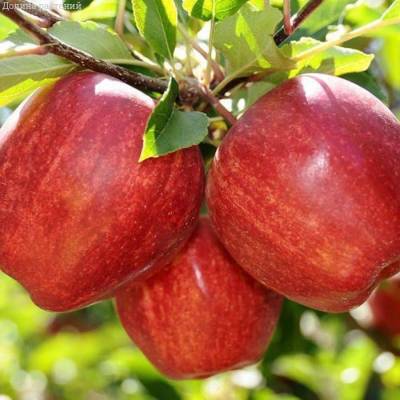Яблоня Гала - Dolinasad.by