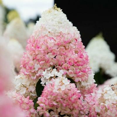 Гортензия метельчатая Стробери Блоссом, С3 - Dolinasad.by