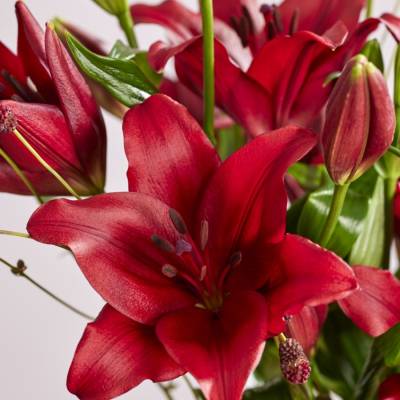 Лилия Динамикс - Dolinasad.by