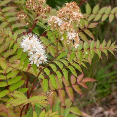 Рябинник рябинолистный Сэм, С3 - Dolinasad.by