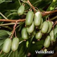 Актинидия коломикта Великански - Dolinasad.by