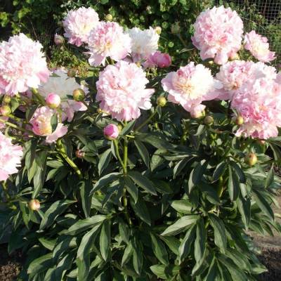 Пион Ми Жюль Дессерт - Dolinasad.by