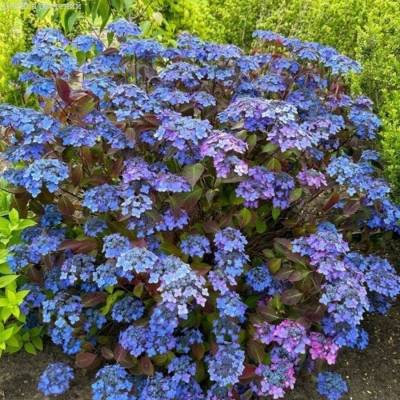 Гортензия пильчатая Барка, С3 - Dolinasad.by