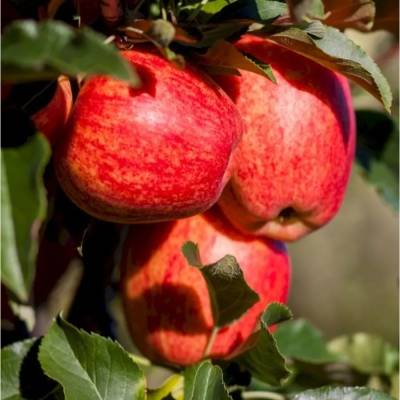 Яблоня Гала - Dolinasad.by