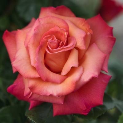 Роза штамбовая Кристофор Колумб - Dolinasad.by