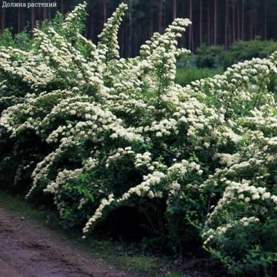 Спирея ниппонская Сноумаунд, С3 - Dolinasad.by