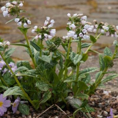 Медуница Миссис Киттл - Dolinasad.by