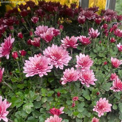 Хризантема мультифлора Бронсоуд Пинк - Dolinasad.by
