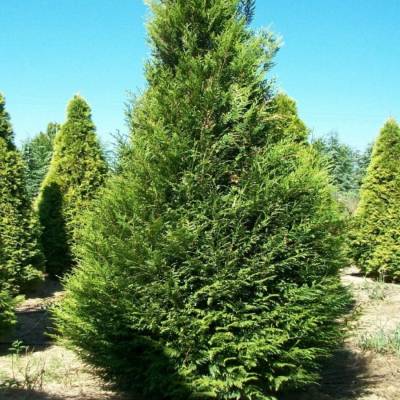 Туя складчатая Атровиренс, С3 - Dolinasad.by