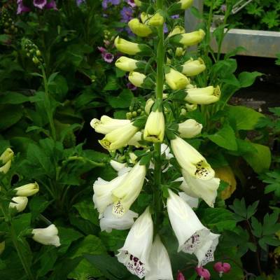 Наперстянка пурпурная Виртуоза Вайт - Dolinasad.by