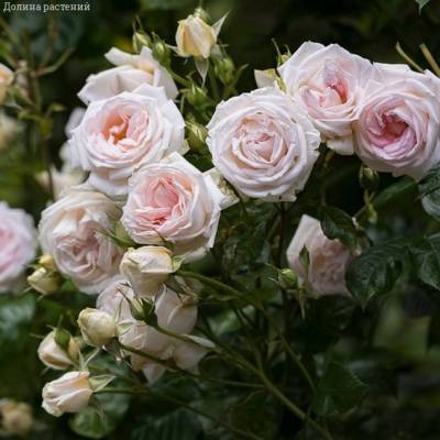 Роза Мадам Анизетт в горшке - Dolinasad.by