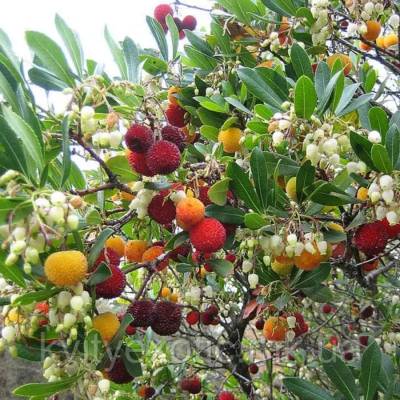 Земляничное дерево Кобра - Dolinasad.by