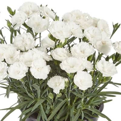 Гвоздика Свит Плеже Вайт - Dolinasad.by