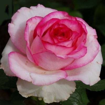 Роза Дольче Вита в горшке - Dolinasad.by