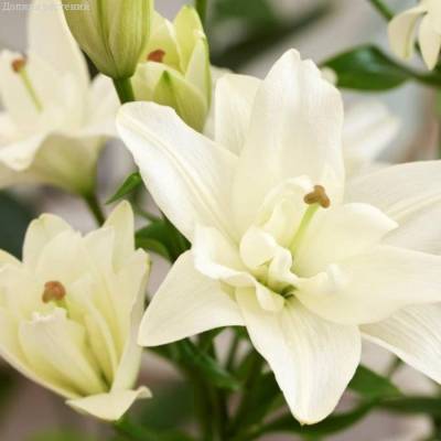 Лилия Бельведер - Dolinasad.by