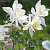 Аквилегия Спринг Мэджик Вайт , P9 фото