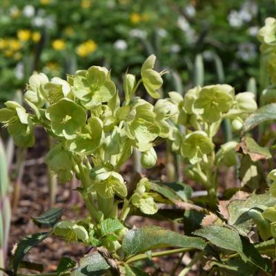 Морозник падуболистный - Dolinasad.by