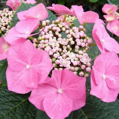 Гортензия крупнолистная Фазан, С2 - Dolinasad.by