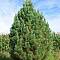 Сосна Кедровая (кедр), С3 - Dolinasad.by