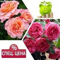 Набор  роз флорибунда (Августа Луиза,Леонардо да Винчи) фото