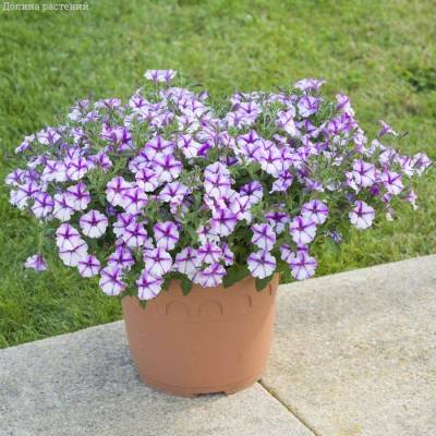 Петуния Баблс Баттерфляй - Dolinasad.by